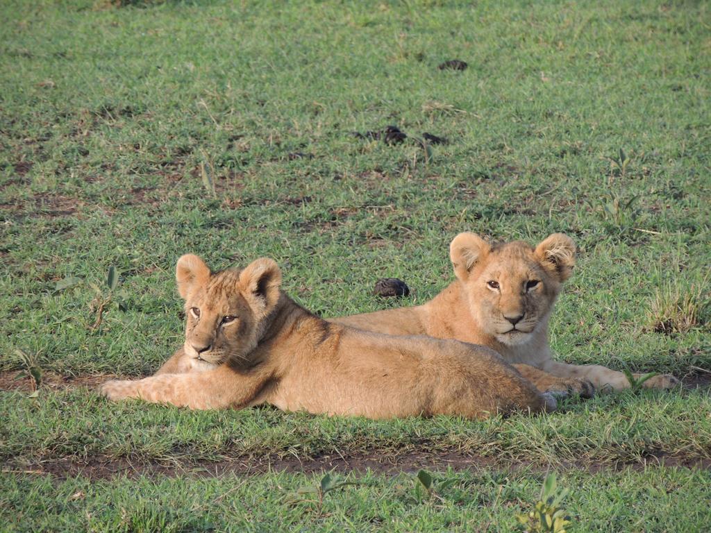 Loyk Mara Luxury Camp Hotel Maasai Mara Kültér fotó