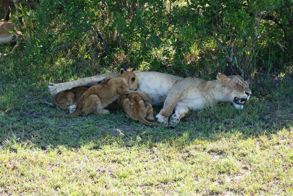 Loyk Mara Luxury Camp Hotel Maasai Mara Kültér fotó