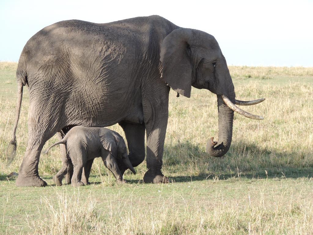 Loyk Mara Luxury Camp Hotel Maasai Mara Kültér fotó