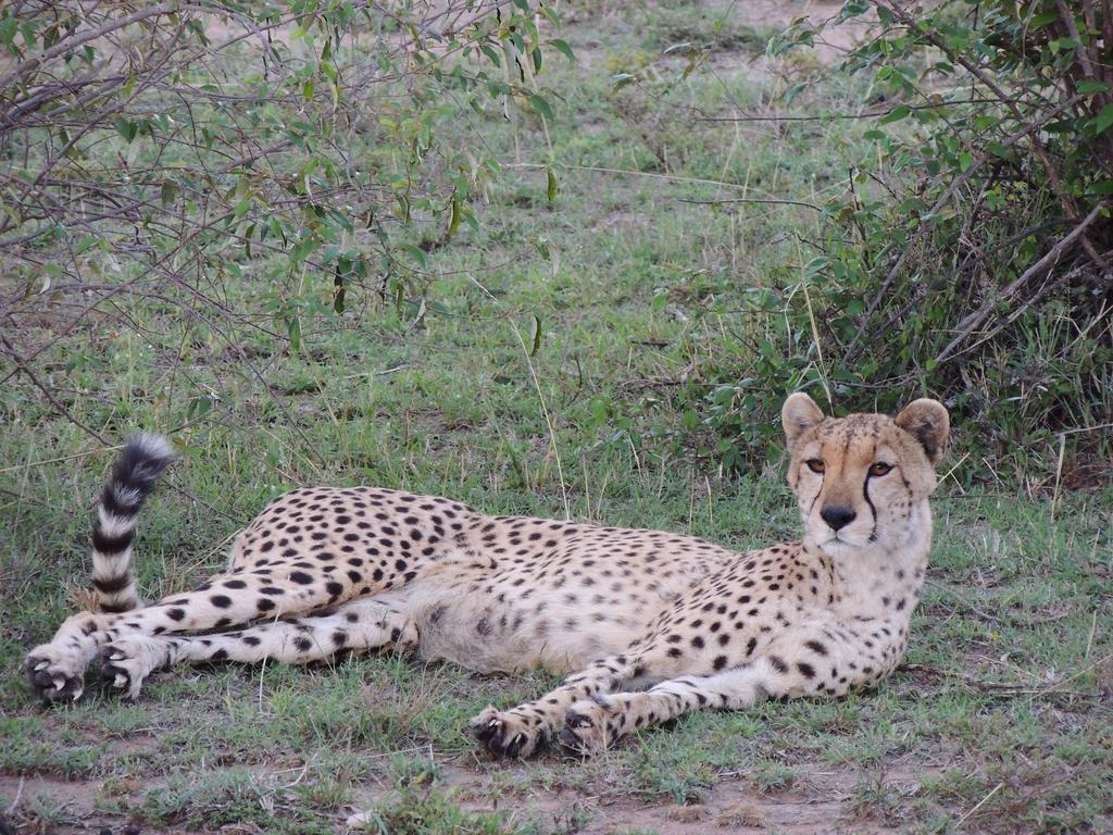 Loyk Mara Luxury Camp Hotel Maasai Mara Kültér fotó