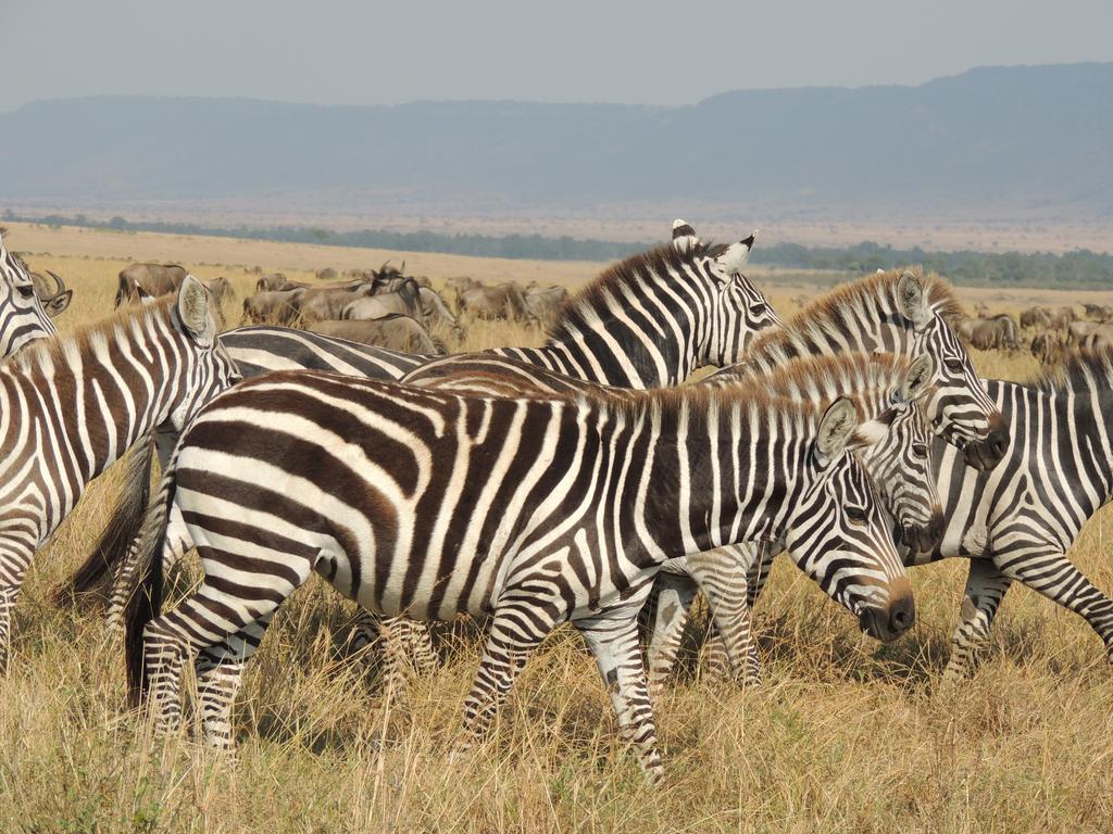 Loyk Mara Luxury Camp Hotel Maasai Mara Kültér fotó