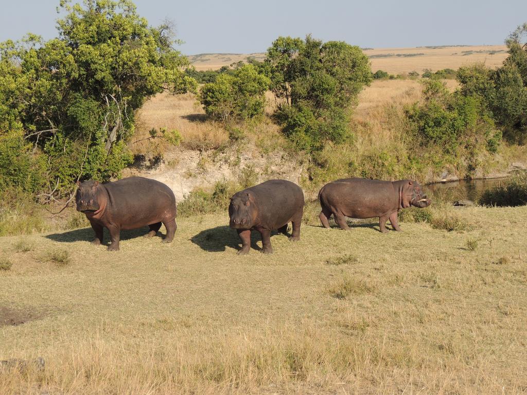 Loyk Mara Luxury Camp Hotel Maasai Mara Kültér fotó
