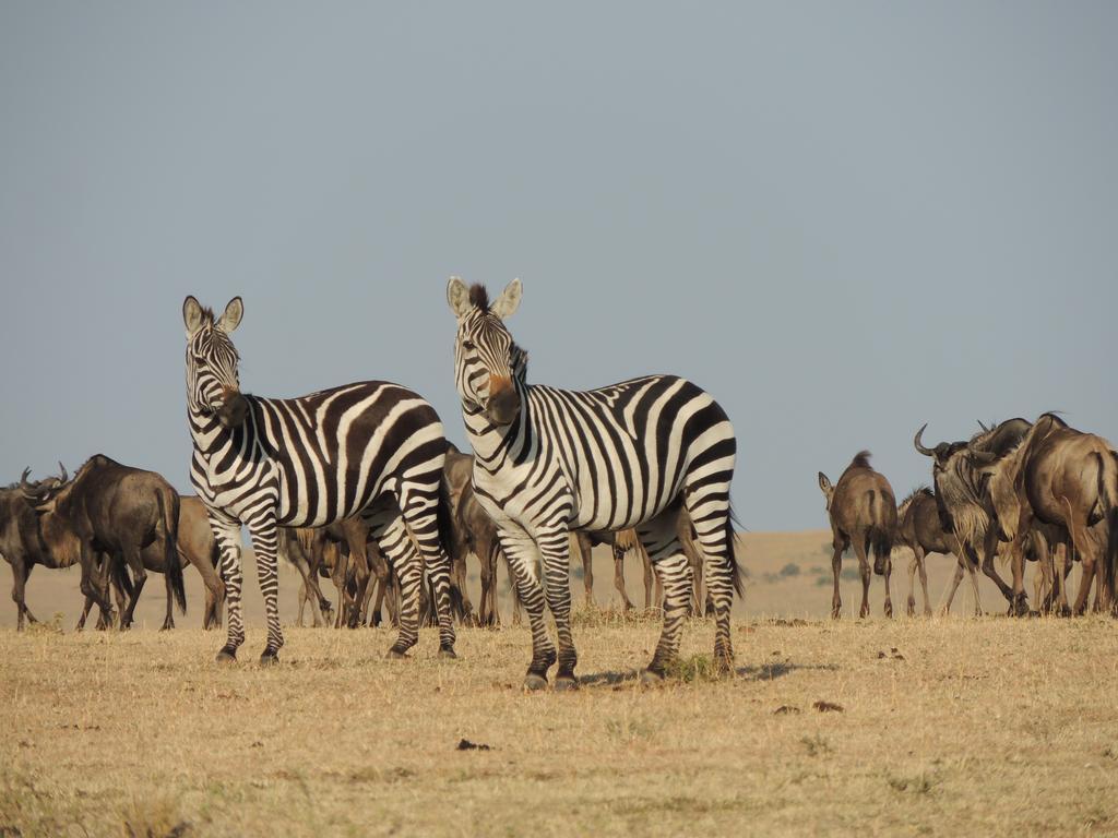 Loyk Mara Luxury Camp Hotel Maasai Mara Kültér fotó