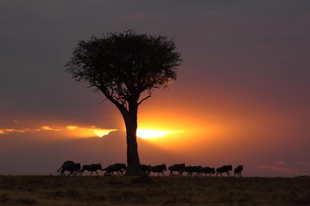 Loyk Mara Luxury Camp Hotel Maasai Mara Kültér fotó